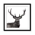 Picture of James, the Stag  _GroupedProduct_Square_Photography _GroupedProduct_Square_Framed_Matted_