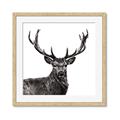 Picture of James, the Stag  _GroupedProduct_Square_Photography _GroupedProduct_Square_Framed_Matted_