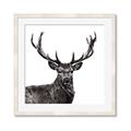 Picture of James, the Stag  _GroupedProduct_Square_Photography _GroupedProduct_Square_Framed_Matted_