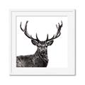 Picture of James, the Stag  _GroupedProduct_Square_Photography _GroupedProduct_Square_Framed_Matted_