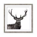 Picture of James, the Stag  _GroupedProduct_Square_Photography _GroupedProduct_Square_Framed_Matted_