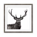 Picture of James, the Stag  _GroupedProduct_Square_Photography _GroupedProduct_Square_Framed_Matted_