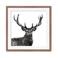 Picture of James, the Stag  _GroupedProduct_Square_Photography _GroupedProduct_Square_Framed_Matted_