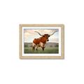 Picture of Life of a Bull _GroupedProduct_Rectangle_Landscape_Photography _GroupedProduct_Rectangle_Landscape_Framed_Matted_