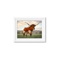 Picture of Life of a Bull _GroupedProduct_Rectangle_Landscape_Photography _GroupedProduct_Rectangle_Landscape_Framed_Matted_