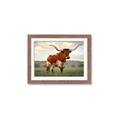 Picture of Life of a Bull _GroupedProduct_Rectangle_Landscape_Photography _GroupedProduct_Rectangle_Landscape_Framed_Matted_