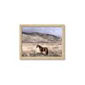 Picture of Lone Horse  _GroupedProduct_Rectangle_Landscape_Photography _GroupedProduct_Rectangle_Landscape_Framed_Matted_