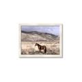 Picture of Lone Horse  _GroupedProduct_Rectangle_Landscape_Photography _GroupedProduct_Rectangle_Landscape_Framed_Matted_