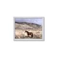 Picture of Lone Horse  _GroupedProduct_Rectangle_Landscape_Photography _GroupedProduct_Rectangle_Landscape_Framed_Matted_