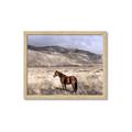 Picture of Lone Horse  _GroupedProduct_Rectangle_Landscape_Photography _GroupedProduct_Rectangle_Landscape_Framed_Matted_