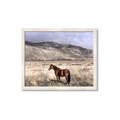 Picture of Lone Horse  _GroupedProduct_Rectangle_Landscape_Photography _GroupedProduct_Rectangle_Landscape_Framed_Matted_