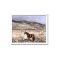 Picture of Lone Horse  _GroupedProduct_Rectangle_Landscape_Photography _GroupedProduct_Rectangle_Landscape_Framed_Matted_