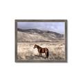 Picture of Lone Horse  _GroupedProduct_Rectangle_Landscape_Photography _GroupedProduct_Rectangle_Landscape_Framed_Matted_