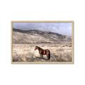 Picture of Lone Horse  _GroupedProduct_Rectangle_Landscape_Photography _GroupedProduct_Rectangle_Landscape_Framed_Matted_