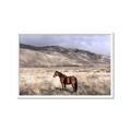 Picture of Lone Horse  _GroupedProduct_Rectangle_Landscape_Photography _GroupedProduct_Rectangle_Landscape_Framed_Matted_