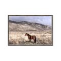 Picture of Lone Horse  _GroupedProduct_Rectangle_Landscape_Photography _GroupedProduct_Rectangle_Landscape_Framed_Matted_