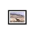 Picture of Lone Horse  _GroupedProduct_Rectangle_Landscape_Photography _GroupedProduct_Rectangle_Landscape_Framed_Matted_