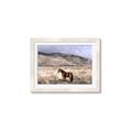 Picture of Lone Horse  _GroupedProduct_Rectangle_Landscape_Photography _GroupedProduct_Rectangle_Landscape_Framed_Matted_