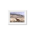 Picture of Lone Horse  _GroupedProduct_Rectangle_Landscape_Photography _GroupedProduct_Rectangle_Landscape_Framed_Matted_