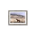 Picture of Lone Horse  _GroupedProduct_Rectangle_Landscape_Photography _GroupedProduct_Rectangle_Landscape_Framed_Matted_
