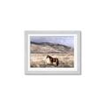 Picture of Lone Horse  _GroupedProduct_Rectangle_Landscape_Photography _GroupedProduct_Rectangle_Landscape_Framed_Matted_