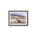 Picture of Lone Horse  _GroupedProduct_Rectangle_Landscape_Photography _GroupedProduct_Rectangle_Landscape_Framed_Matted_