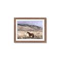 Picture of Lone Horse  _GroupedProduct_Rectangle_Landscape_Photography _GroupedProduct_Rectangle_Landscape_Framed_Matted_