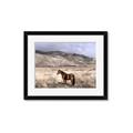 Picture of Lone Horse  _GroupedProduct_Rectangle_Landscape_Photography _GroupedProduct_Rectangle_Landscape_Framed_Matted_