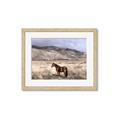 Picture of Lone Horse  _GroupedProduct_Rectangle_Landscape_Photography _GroupedProduct_Rectangle_Landscape_Framed_Matted_