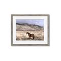 Picture of Lone Horse  _GroupedProduct_Rectangle_Landscape_Photography _GroupedProduct_Rectangle_Landscape_Framed_Matted_