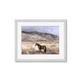 Picture of Lone Horse  _GroupedProduct_Rectangle_Landscape_Photography _GroupedProduct_Rectangle_Landscape_Framed_Matted_