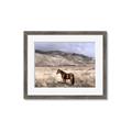 Picture of Lone Horse  _GroupedProduct_Rectangle_Landscape_Photography _GroupedProduct_Rectangle_Landscape_Framed_Matted_