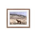 Picture of Lone Horse  _GroupedProduct_Rectangle_Landscape_Photography _GroupedProduct_Rectangle_Landscape_Framed_Matted_