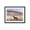 Picture of Lone Horse  _GroupedProduct_Rectangle_Landscape_Photography _GroupedProduct_Rectangle_Landscape_Framed_Matted_