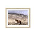 Picture of Lone Horse  _GroupedProduct_Rectangle_Landscape_Photography _GroupedProduct_Rectangle_Landscape_Framed_Matted_