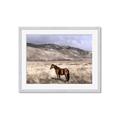 Picture of Lone Horse  _GroupedProduct_Rectangle_Landscape_Photography _GroupedProduct_Rectangle_Landscape_Framed_Matted_