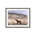 Picture of Lone Horse  _GroupedProduct_Rectangle_Landscape_Photography _GroupedProduct_Rectangle_Landscape_Framed_Matted_