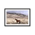 Picture of Lone Horse  _GroupedProduct_Rectangle_Landscape_Photography _GroupedProduct_Rectangle_Landscape_Framed_Matted_