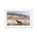 Picture of Lone Horse  _GroupedProduct_Rectangle_Landscape_Photography _GroupedProduct_Rectangle_Landscape_Framed_Matted_