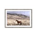 Picture of Lone Horse  _GroupedProduct_Rectangle_Landscape_Photography _GroupedProduct_Rectangle_Landscape_Framed_Matted_