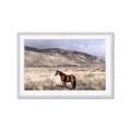 Picture of Lone Horse  _GroupedProduct_Rectangle_Landscape_Photography _GroupedProduct_Rectangle_Landscape_Framed_Matted_