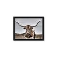 Picture of Longhorn Bull _GroupedProduct_Rectangle_Landscape_Photography _GroupedProduct_Rectangle_Landscape_Framed_Matted_