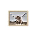 Picture of Longhorn Bull _GroupedProduct_Rectangle_Landscape_Photography _GroupedProduct_Rectangle_Landscape_Framed_Matted_