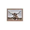 Picture of Longhorn Bull _GroupedProduct_Rectangle_Landscape_Photography _GroupedProduct_Rectangle_Landscape_Framed_Matted_