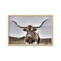 Picture of Longhorn Bull _GroupedProduct_Rectangle_Landscape_Photography _GroupedProduct_Rectangle_Landscape_Framed_Matted_