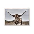 Picture of Longhorn Bull _GroupedProduct_Rectangle_Landscape_Photography _GroupedProduct_Rectangle_Landscape_Framed_Matted_