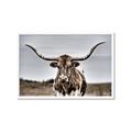 Picture of Longhorn Bull _GroupedProduct_Rectangle_Landscape_Photography _GroupedProduct_Rectangle_Landscape_Framed_Matted_