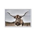 Picture of Longhorn Bull _GroupedProduct_Rectangle_Landscape_Photography _GroupedProduct_Rectangle_Landscape_Framed_Matted_