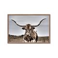 Picture of Longhorn Bull _GroupedProduct_Rectangle_Landscape_Photography _GroupedProduct_Rectangle_Landscape_Framed_Matted_
