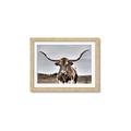 Picture of Longhorn Bull _GroupedProduct_Rectangle_Landscape_Photography _GroupedProduct_Rectangle_Landscape_Framed_Matted_